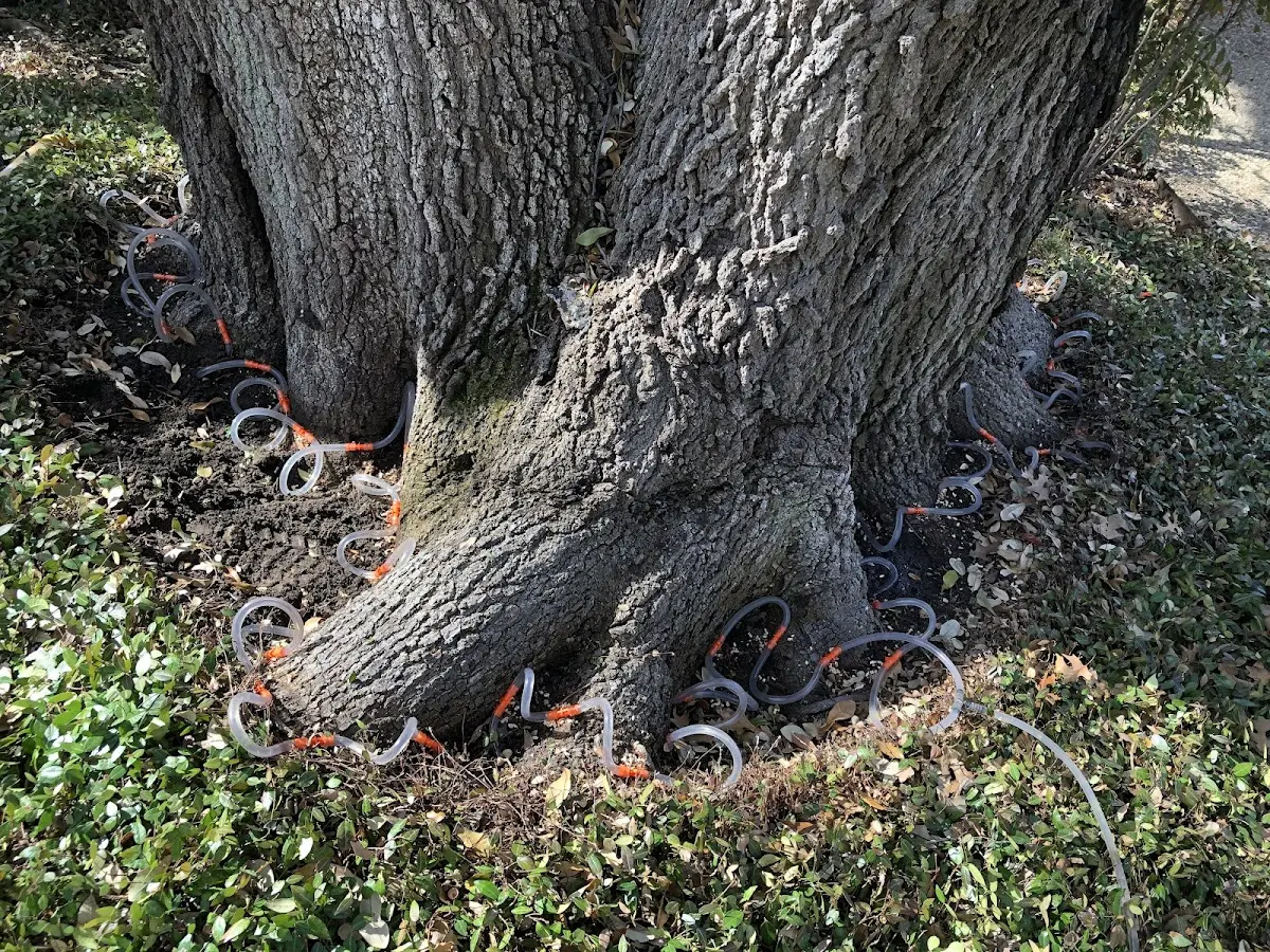 Detailed Tree Cabling and Bracing job site in Coulee City