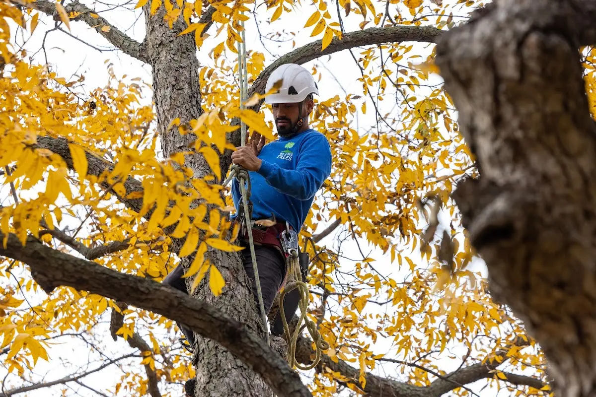 Skilled Tree Pruning crew working in Coulee City